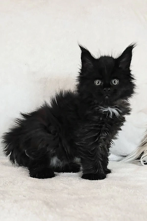 Ein süßes, 3 Monate altes Maine-Coon-Kätzchen sucht ein liebevolles Zuhause für immer.   