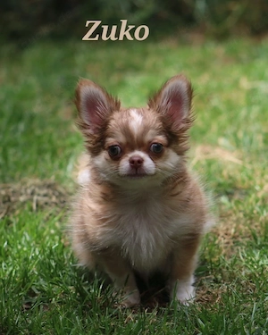 Wundervolle Chihuahua Welpen 