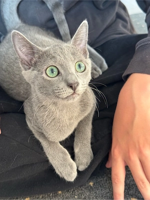 Russisch Blau Kater 4Monate alt