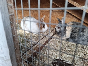 Verkaufe Zwerkkaninchen mit Zubehör