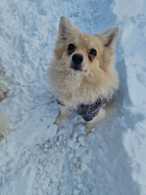 Kleine Spitz Mix Hündin sucht Bestplatz