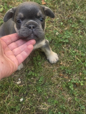 französische bulldogge rüde