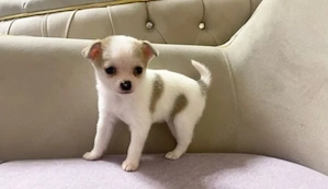 Reinrassiger Chihuahua-Welpe 