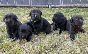 Labrador reinrassige welpen 5 Jungs und 3 Mädchen