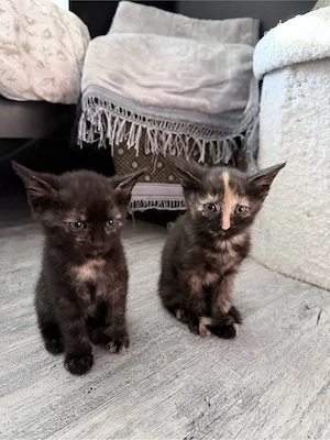    Süße Kitten suchen ein liebevolles Zuhause   