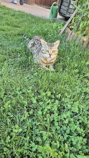 Wunderschöne reinrassige Bengal Kitten suchen ein  liebevolles Zuhause