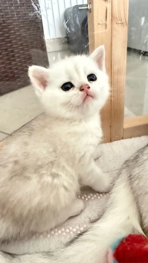 BKH süßer Kater