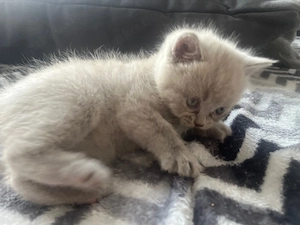 Zauberhaftes Britisch-Kurzhaar-Kitten sucht ab der 12. Woche ein liebevolles Zuhause.   