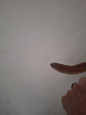 verschenke 0.verschenke 0.1 Kornatter (Pantherophis guttatus)  