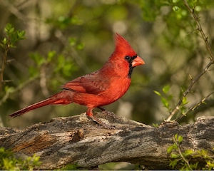 Suche Nordkardinal (Cardinalis cardinalis)