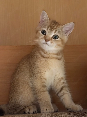 BKH Kitten