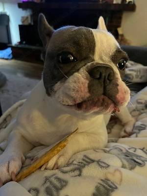 Wunderschöne Französische Bulldoggen-Welpen suchen ein liebevolles Zuhause 
