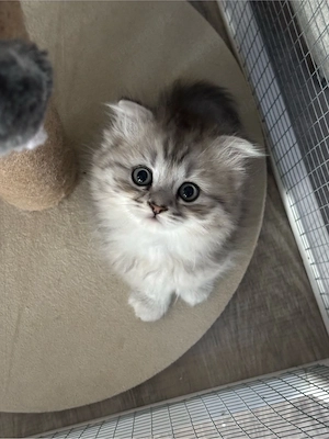 BKH Ragdoll mix 