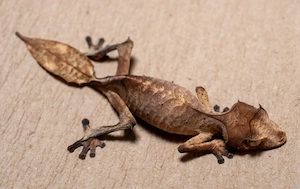Uroplatus Phantasticus 