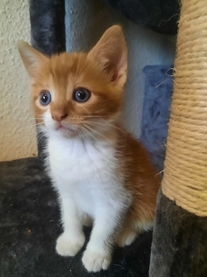 Kleiner Kater sucht dich 