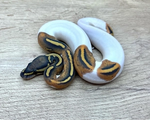Königspython 1.0 Hypo Pied nz26