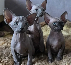 Sphynx-Kätzchen, Rüden,Hündinnen, verfügbar