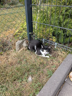 Verkaufe zwei Katzen Jungs