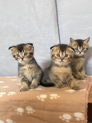 BKH Kitten 