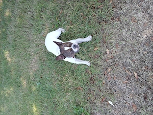 BulldoggenHündin Bild 2
