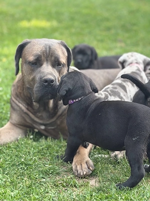 3 cane corso - xl bully welpen abgabe bereit