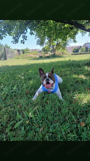 BulldoggenHündin Bild 4