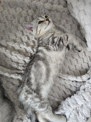 2 BKH Kitten 