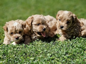 Maltipoo-Welpen   Baby-Faces mit viel Charme