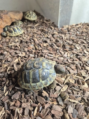 Kleine griechische und maurische Landschildkrötennachzuchten 2025