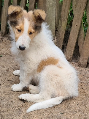 Auszugsbereit - Finley - ein wunderschöner weißer Collie Welpe Rüde mit Ahnentafel