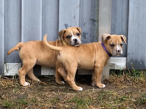 American Bully XL OEB Welpen 