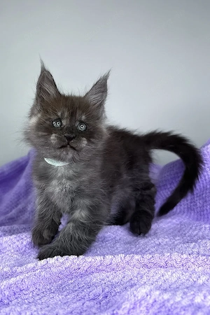 Ein süßes, 3 Monate altes Maine-Coon-Kätzchen sucht ein liebevolles Zuhause für immer.   