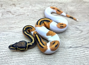 Königspython 0.1 Orange Dream Hypo Pied