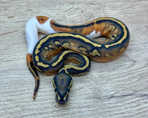 Königspython 0.1 Hypo Pied nz26