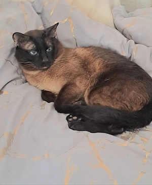 siam deckkater 