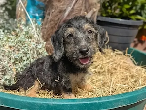 Süße Jack Russel Mix( für 1 Jahr geimpft)
