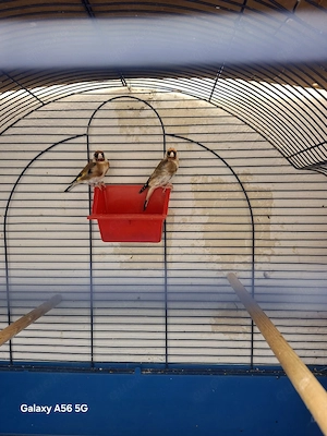 Stieglitz vögel 