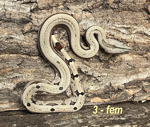 Boa constrictor amarali, dotted bloodline, (STÖCKL) Nachzucht 2026