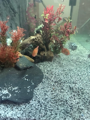 aquarium fische und tisch