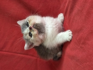BKH-BLH -Kitten von Diana