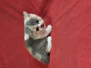 BKH-BLH -Kitten von Diana