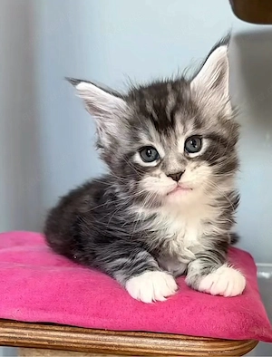 Niedliche Maine-Coon-Kätzchen sind bereit für ein neues Zuhause.