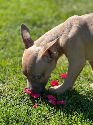American Pocket Bully Welpen Rüde 