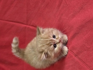 BKH-BLH Kitten von Betahny