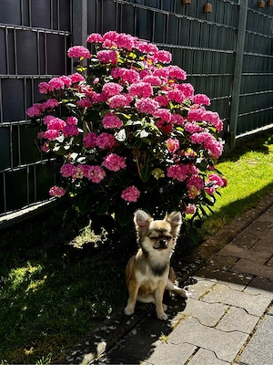 chihuahua Hündin 9 Monate