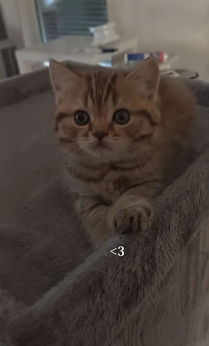 BKH Brittisch Kurzhaar Kitten
