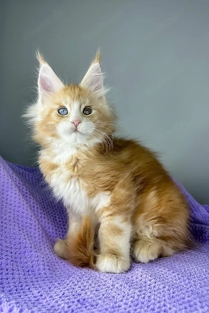 Ein süßes, 3 Monate Jasper Maine-Coon-Kätzchen sucht ein liebevolles Zuhause für immer.   