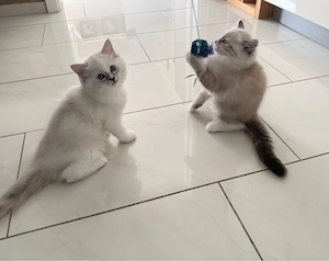 Ragdoll Birma Mix Kitten