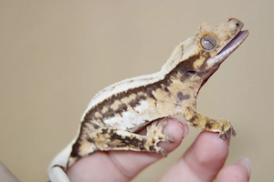 Tricolor Männchen Kronengecko 