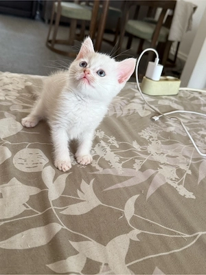 Baby Kitten BKH und Europäsch Kurzhaar